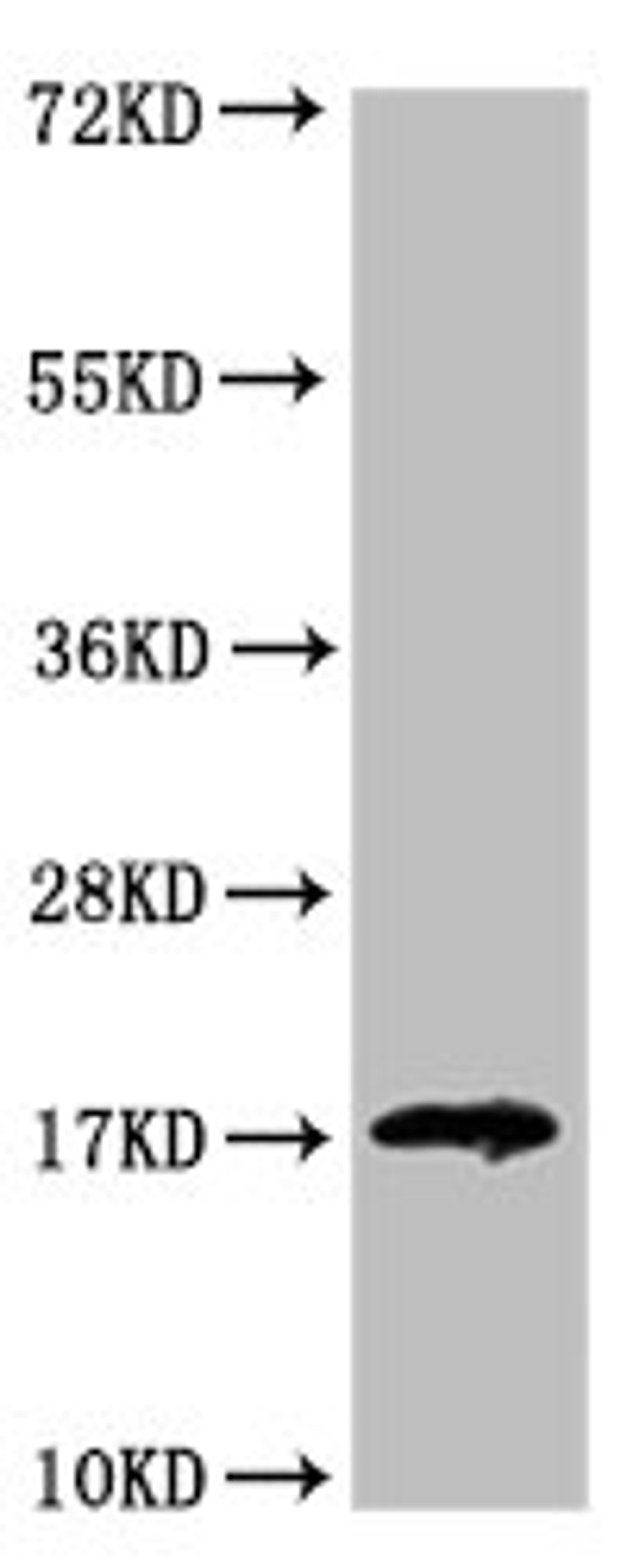 Western Blot. Positive WB detected in: HEK293 whole cell lysate. All lanes: LGALS14 antibody at 3.2ug/ml. Secondary. Goat polyclonal to rabbit IgG at 1/50000 dilution. Predicted band size: 17, 20 kDa. Observed band size: 17 kDa. 