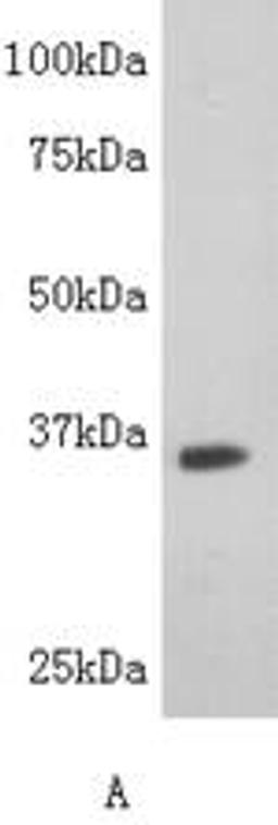 Western Blot analysis of hela using LDH-B antibody