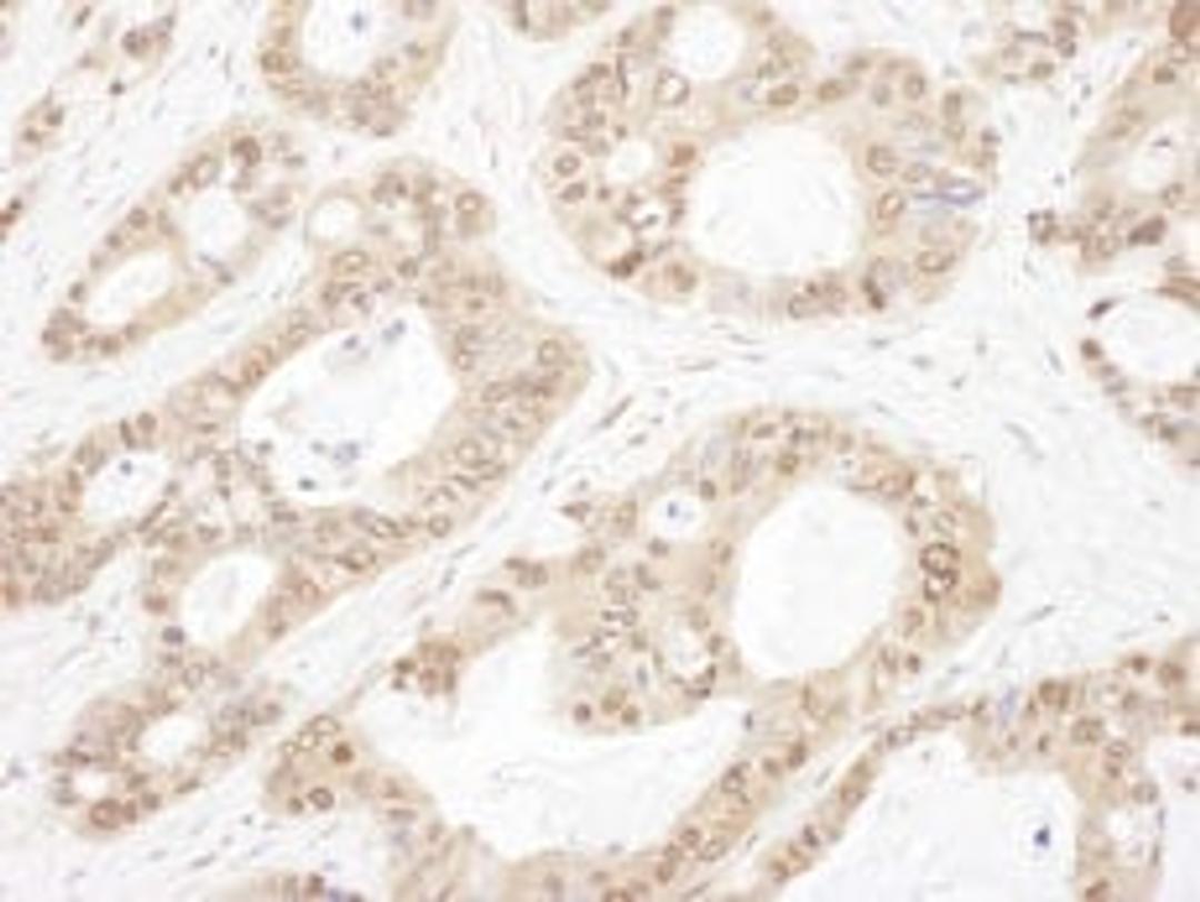 Detection of human OGFR by immunohistochemistry.