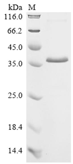 (Tris-Glycine gel) Discontinuous SDS-PAGE (reduced) with 5% enrichment gel and 15% separation gel.
