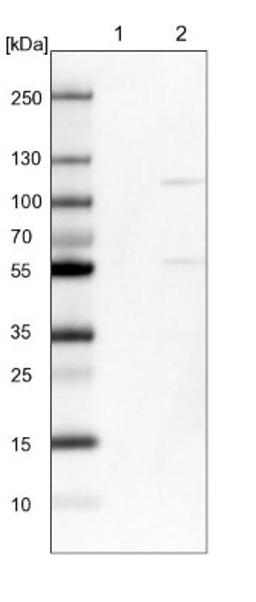 Western Blot: HERC3 Antibody [NBP1-81553] - Lane 1: NIH-3T3 cell lysate (Mouse embryonic fibroblast cells)<br/>Lane 2: NBT-II cell lysate (Rat Wistar bladder tumour cells)