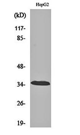 Western blot analysis of HepG2 cell lysates using CA XIII antibody