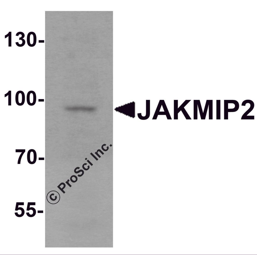 Western blot analysis of JAKMIP2 in mouse brain tissue lysate with JAKMIP2 antibody at 1 &#956;g/mL.