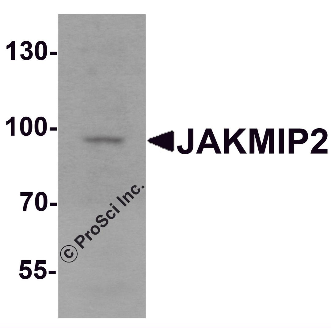 Western blot analysis of JAKMIP2 in mouse brain tissue lysate with JAKMIP2 antibody at 1 μg/mL.
