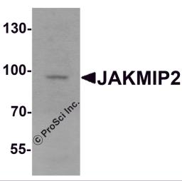 Western blot analysis of JAKMIP2 in mouse brain tissue lysate with JAKMIP2 antibody at 1 μg/mL.