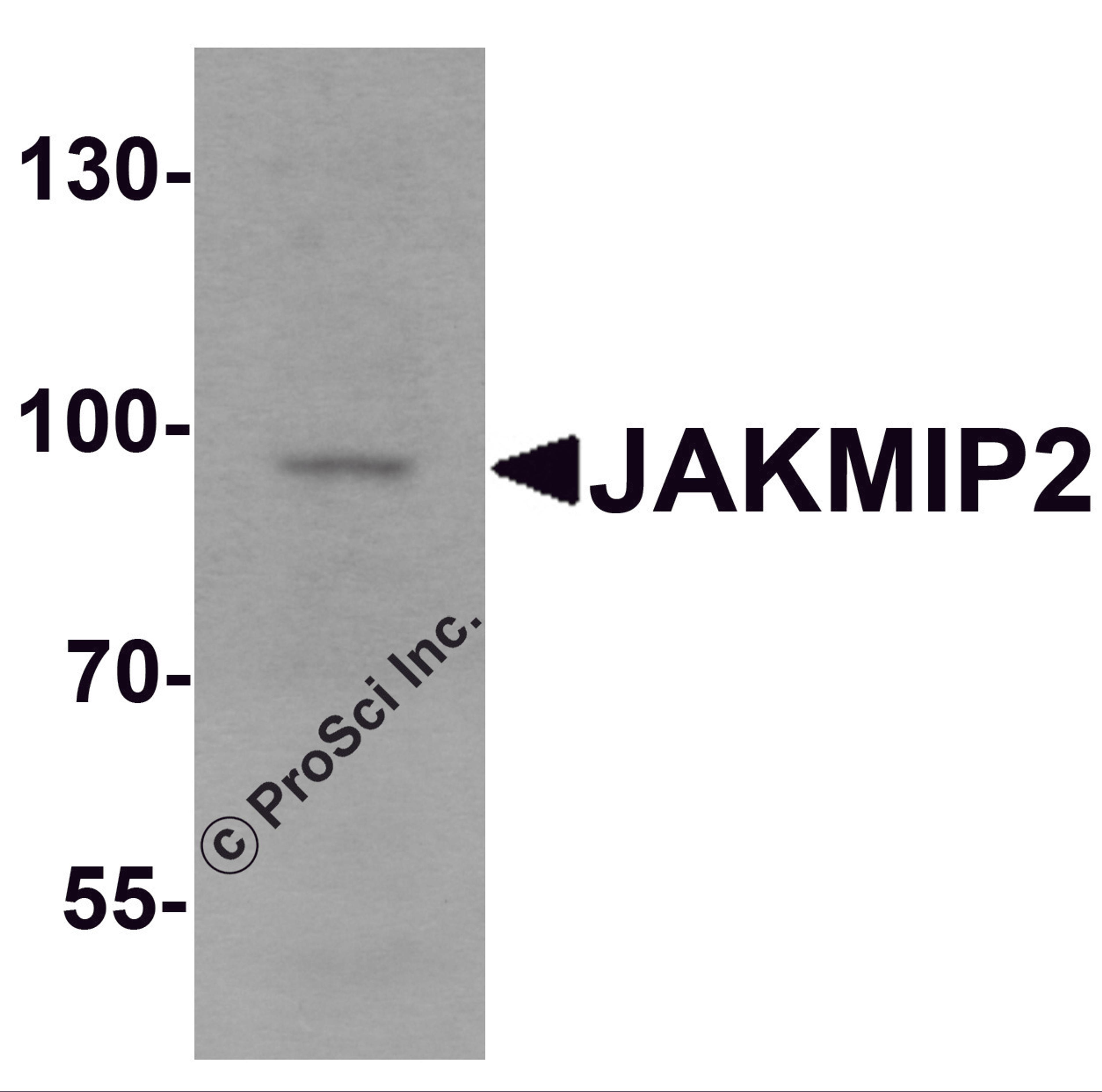 Western blot analysis of JAKMIP2 in mouse brain tissue lysate with JAKMIP2 antibody at 1 μg/mL.