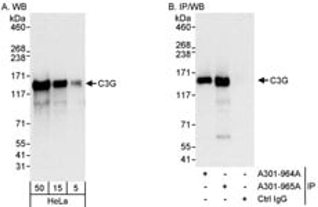 Detection of human C3G by western blot and immunoprecipitation.