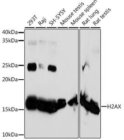 Western blot - H2AX Rabbit mAb (A11412)