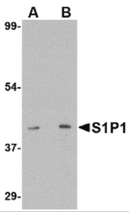 Western blot analysis of S1P1 in mouse thymus lysate with S1P1 antibody at (A) 1 and (B) 2 &#956;g/mL.