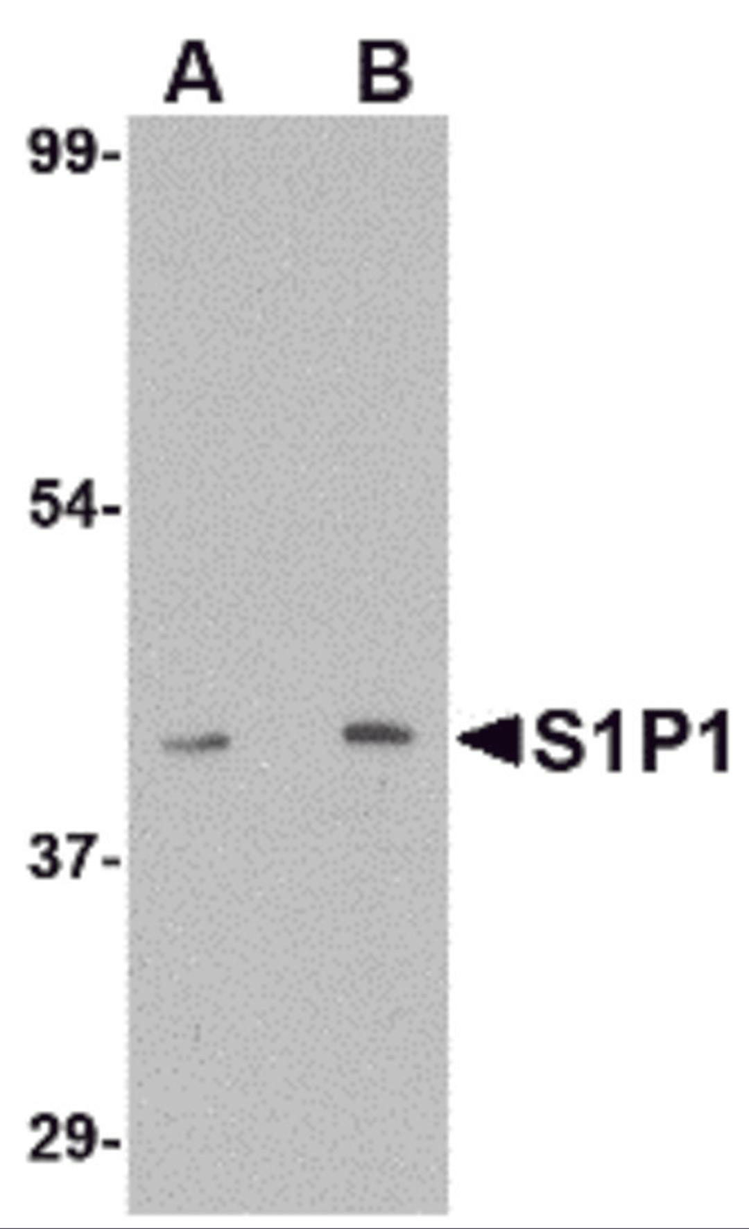 Western blot analysis of S1P1 in mouse thymus lysate with S1P1 antibody at (A) 1 and (B) 2 μg/mL.
