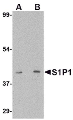 Western blot analysis of S1P1 in mouse thymus lysate with S1P1 antibody at (A) 1 and (B) 2 μg/mL.