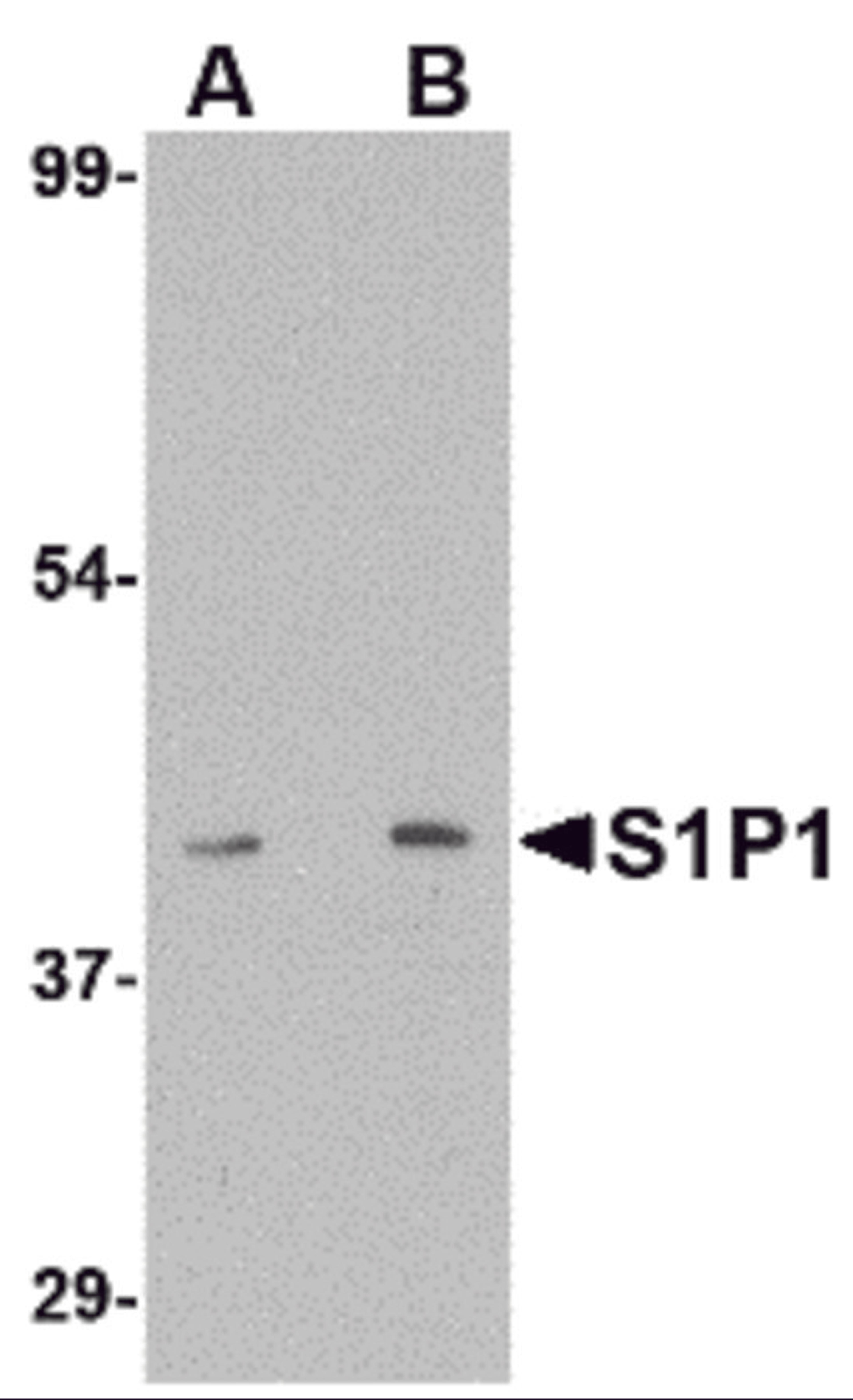 Western blot analysis of S1P1 in mouse thymus lysate with S1P1 antibody at (A) 1 and (B) 2 μg/mL.