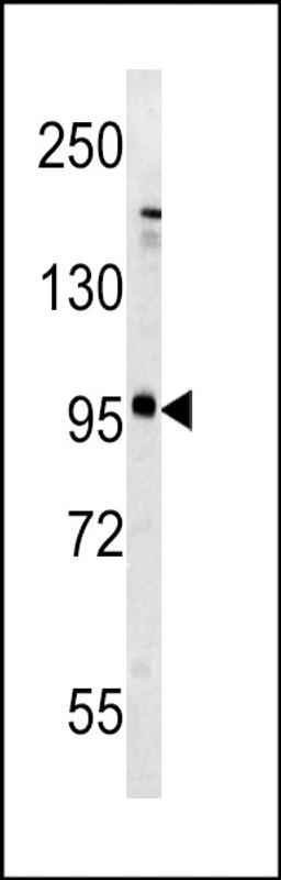 Western blot analysis of Metabotropic Glutamate Receptor 5 (GPRC1E) antibody (C-term T1003) in mouse brain tissue lysates (35ug/lane).