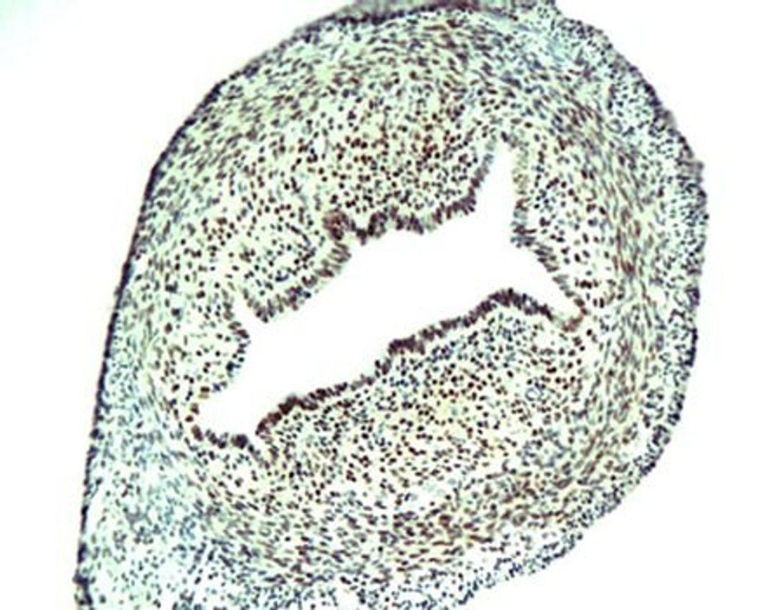 IHC-P of mice ovarian tissue (BrdU antibody at 1:200)