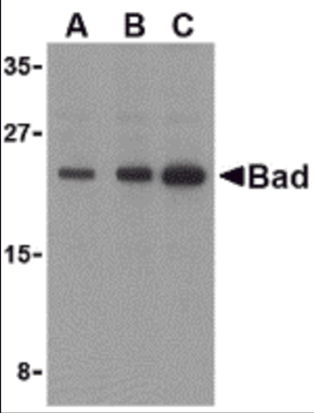 Western blot analysis of Bad in T24 cell lysates with Bad antibody at (A) 0.5, (B) 1, and (C) 2 &#956;g/mL. 