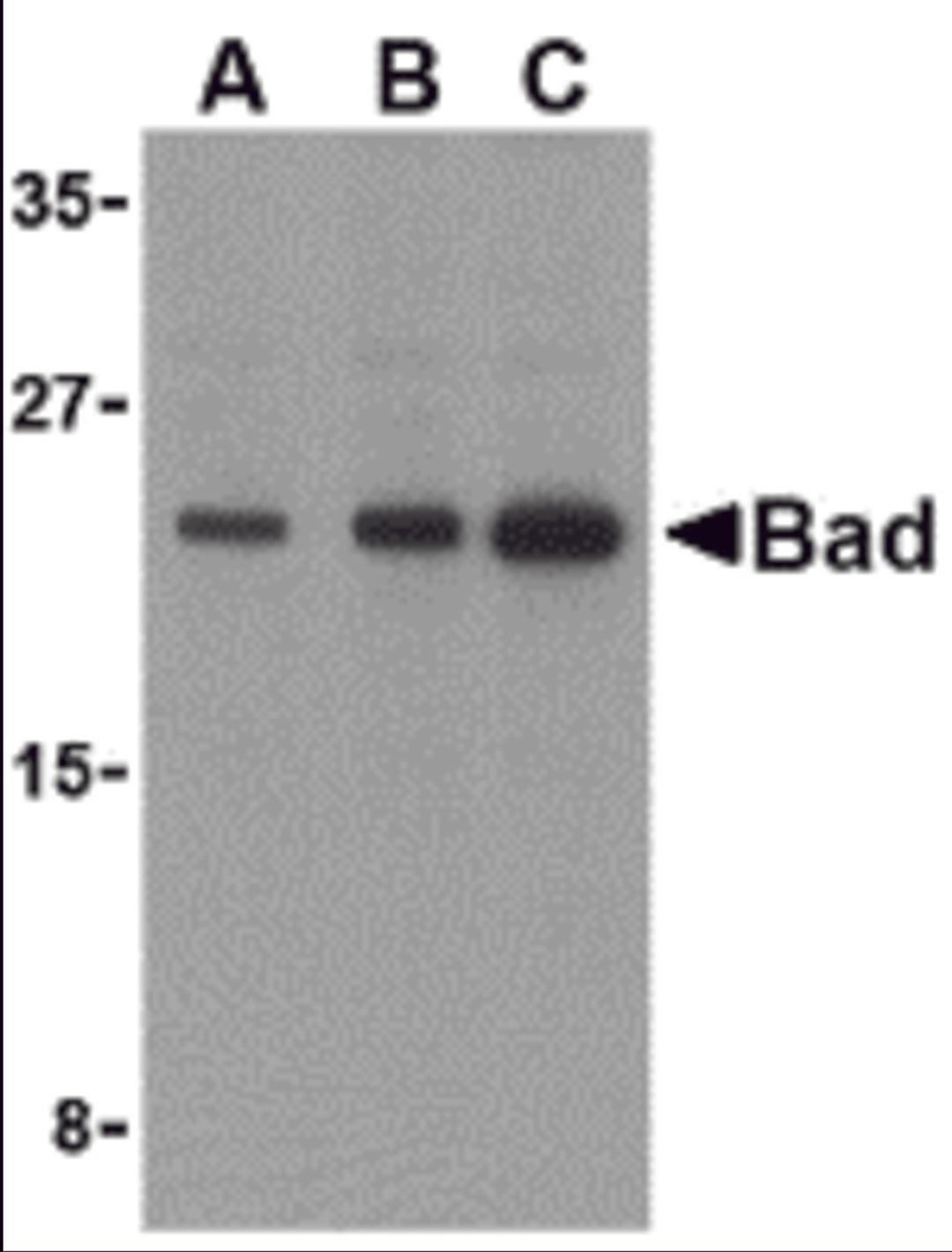 Western blot analysis of Bad in T24 cell lysates with Bad antibody at (A) 0.5, (B) 1, and (C) 2 μg/mL.