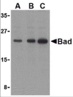 Western blot analysis of Bad in T24 cell lysates with Bad antibody at (A) 0.5, (B) 1, and (C) 2 μg/mL.