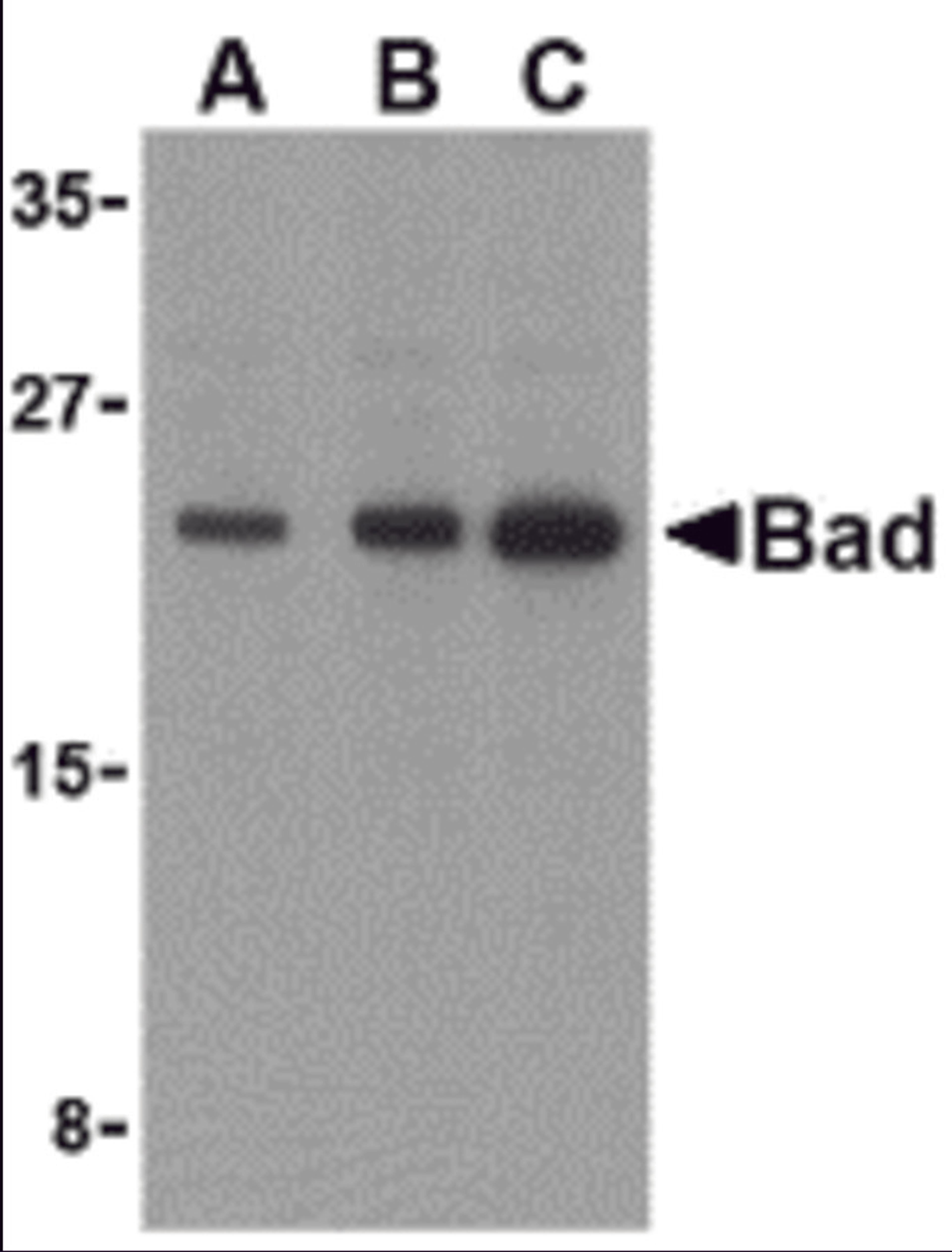 Western blot analysis of Bad in T24 cell lysates with Bad antibody at (A) 0.5, (B) 1, and (C) 2 μg/mL.