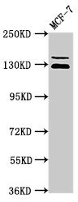 Western Blot. Positive WB detected in: MCF-7 whole cell lysate. All lanes: ZNF335 antibody at 3.5µg/ml. Secondary. Goat polyclonal to rabbit IgG at 1/50000 dilution. Predicted band size: 145, 130 kDa. Observed band size: 145, 130 kDa