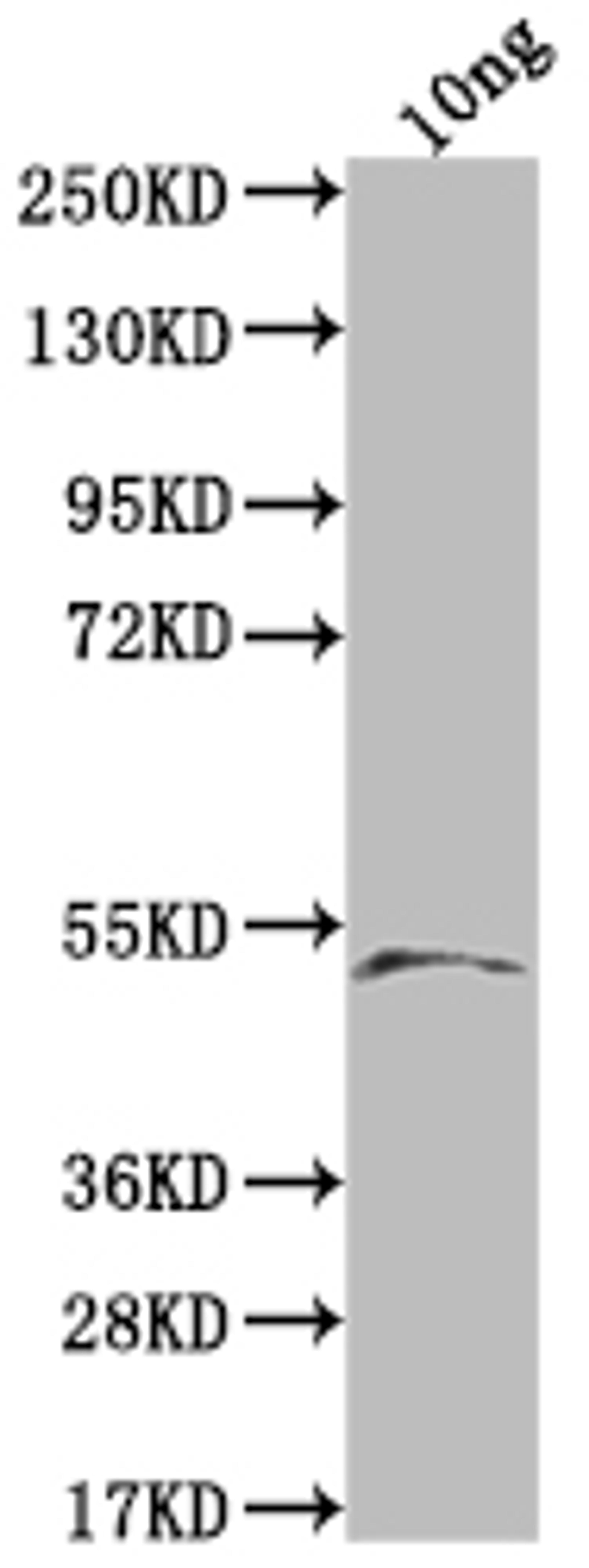Western Blot. Positive WB detected in Recombinant protein. All lanes: Lysenin-related protein 2 antibody at 1:2000. Secondary. Goat polyclonal to rabbit IgG at 1/50000 dilution. Predicted band size: 41.6 kDa. Observed band size: 50 kDa.