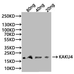 Western Blot. Positive WB detected in: recombinant protein. All lanes:KAKU4 Antibody at 1:1000. Secondary. Goat polyclonal to rabbit IgG at 1/20000 dilution. Predicted band size: 18.6 kDa. Observed band size: 19 kDa. 