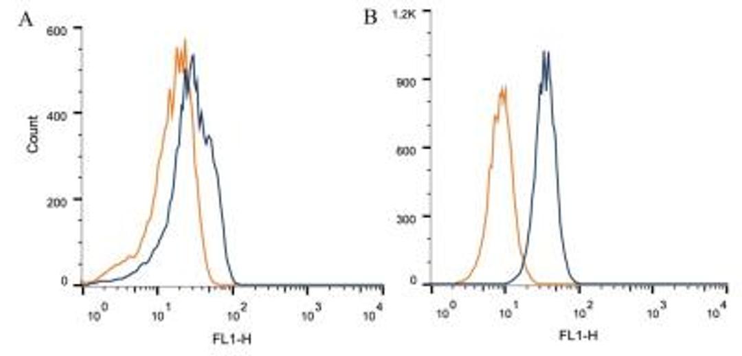 Flow Cytometry: Calcium-sensing R/CaSR Antibody (HL 1499) [NB100-1830] - Intracellular flow cytometric staining of 1 x 10^6 CHO (A) and HEK-293 (B) cells using calcium sensing receptor antibody (dark blue). Isotype control shown in orange. An antibody concentration of 1 ug/1x10^6 cells was used.