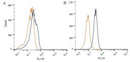 Flow Cytometry: Calcium-sensing R/CaSR Antibody (HL 1499) [NB100-1830] - Intracellular flow cytometric staining of 1 x 10^6 CHO (A) and HEK-293 (B) cells using calcium sensing receptor antibody (dark blue). Isotype control shown in orange. An antibody concentration of 1 ug/1x10^6 cells was used.