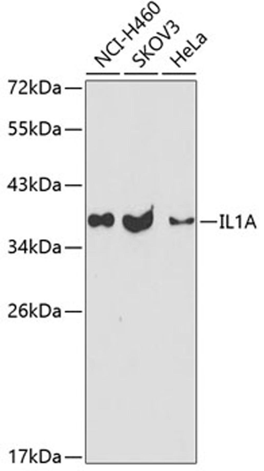 Western blot - IL1A antibody (A2170)