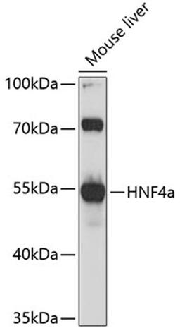 Western blot - HNF4a antibody (A11496)