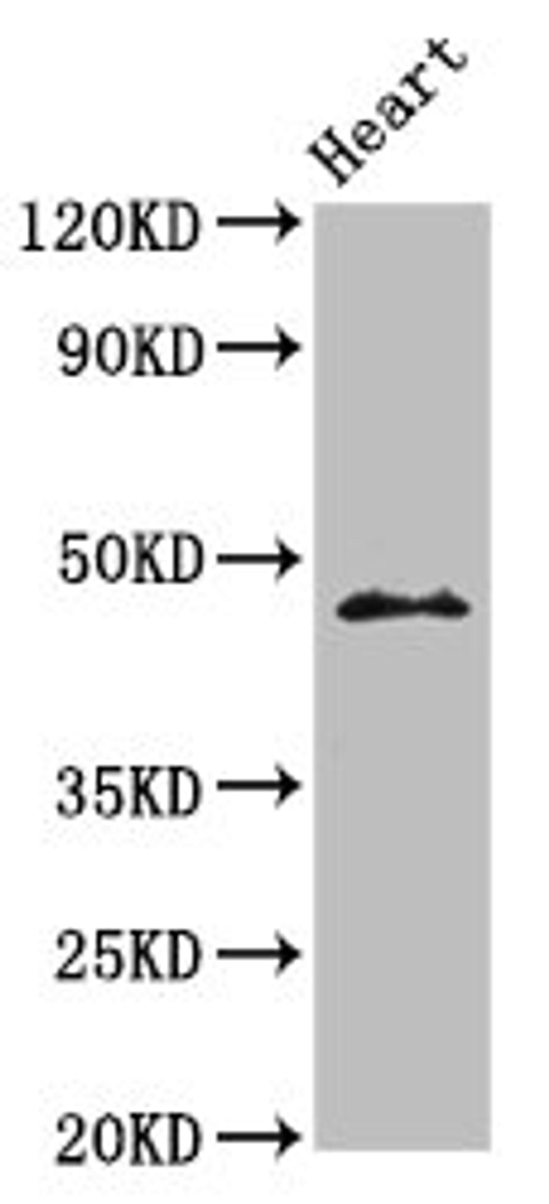 Western Blot. Positive WB detected in: Mouse heart tissue. All lanes: ING1 antibody at 3.2ug/ml. Secondary. Goat polyclonal to rabbit IgG at 1/50000 dilution. Predicted band size: 47, 32, 24, 27, 30 kDa. Observed band size: 47 kDa.