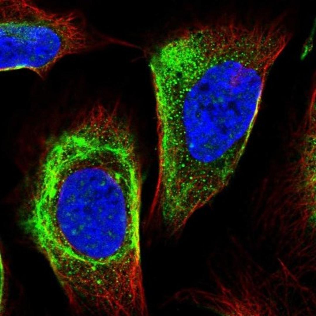 Immunofluorescence: RIPK5 Antibody [NBP1-92336] - Immunofluorescent staining of human cell line U-2 OS shows positivity in nucleus but not nucleoli & cytoskeleton (intermediate filaments).