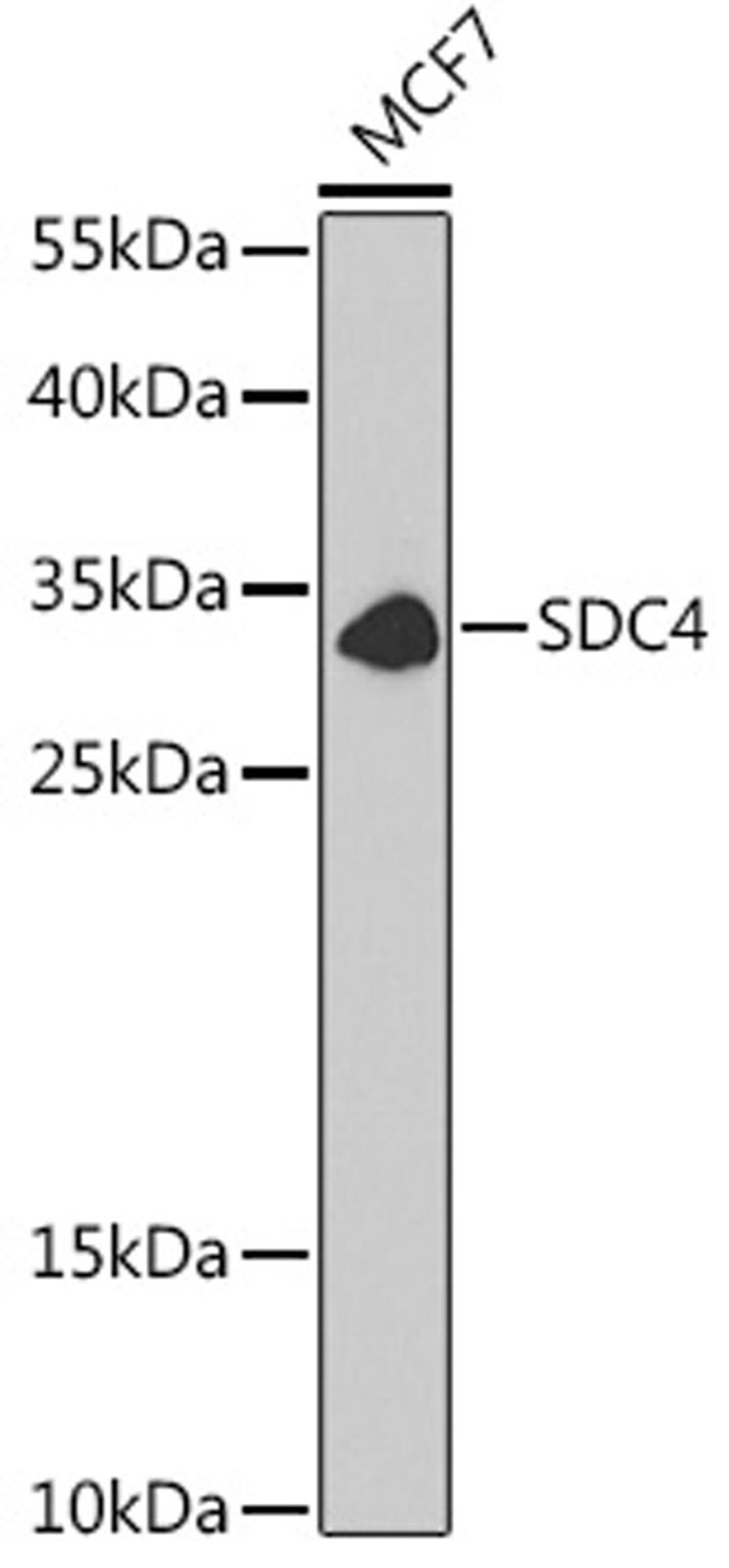 Western blot - SDC4 antibody (A1834)