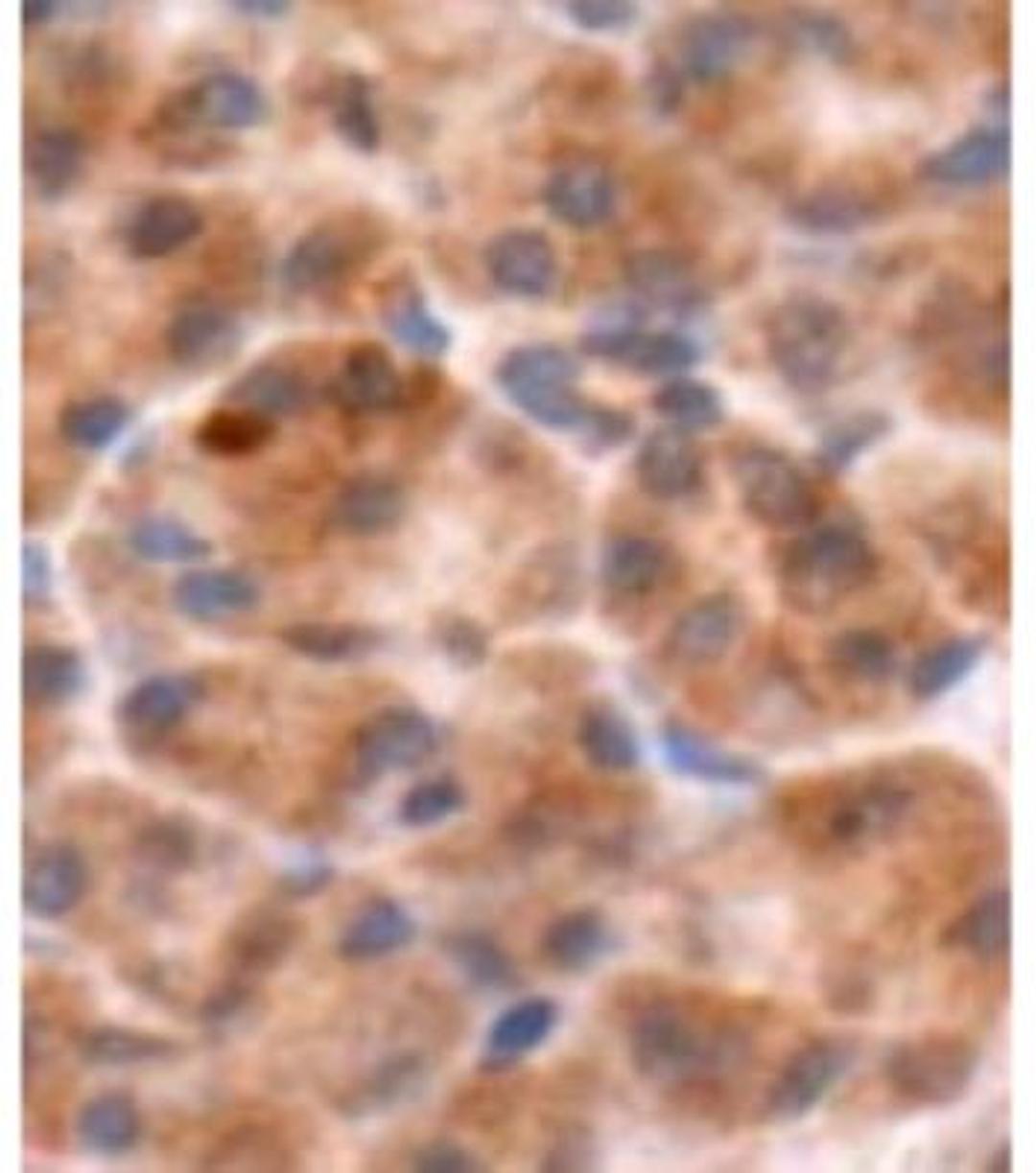 Immunohistochemistry: Chromogranin B Antibody [NB600-1516] - Human pancreas diluted 1:1,000.