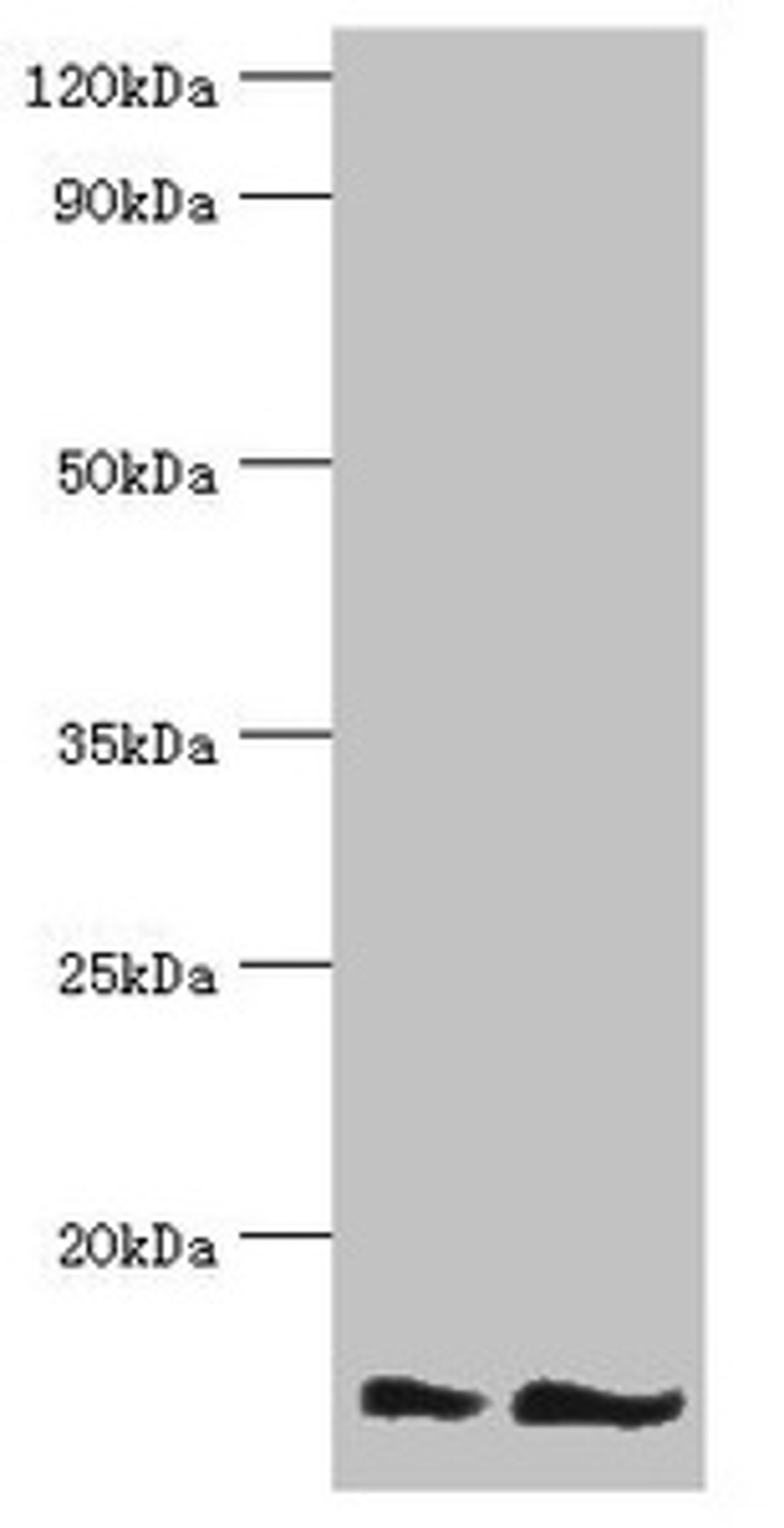 Western blot. All lanes: NEDD8 antibody at 16ug/ml. Lane 1: Mouse heart tissue. Lane 2: Mouse spleen tissue. Secondary. Goat polyclonal to rabbit IgG at 1/10000 dilution. Predicted band size: 9 kDa. Observed band size: 9 kDa. 