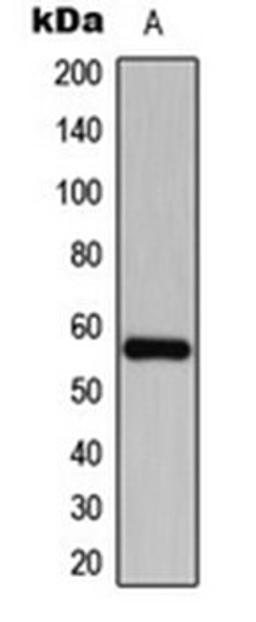 Western blot analysis of SHSYSY (Lane 1) whole cell lysates using CDKL2 antibody