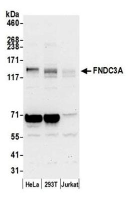 Detection of human FNDC3A by western blot.