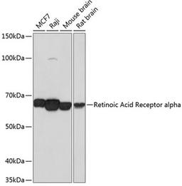 Western blot - Retinoic Acid Receptor alpha antibody (A19551)