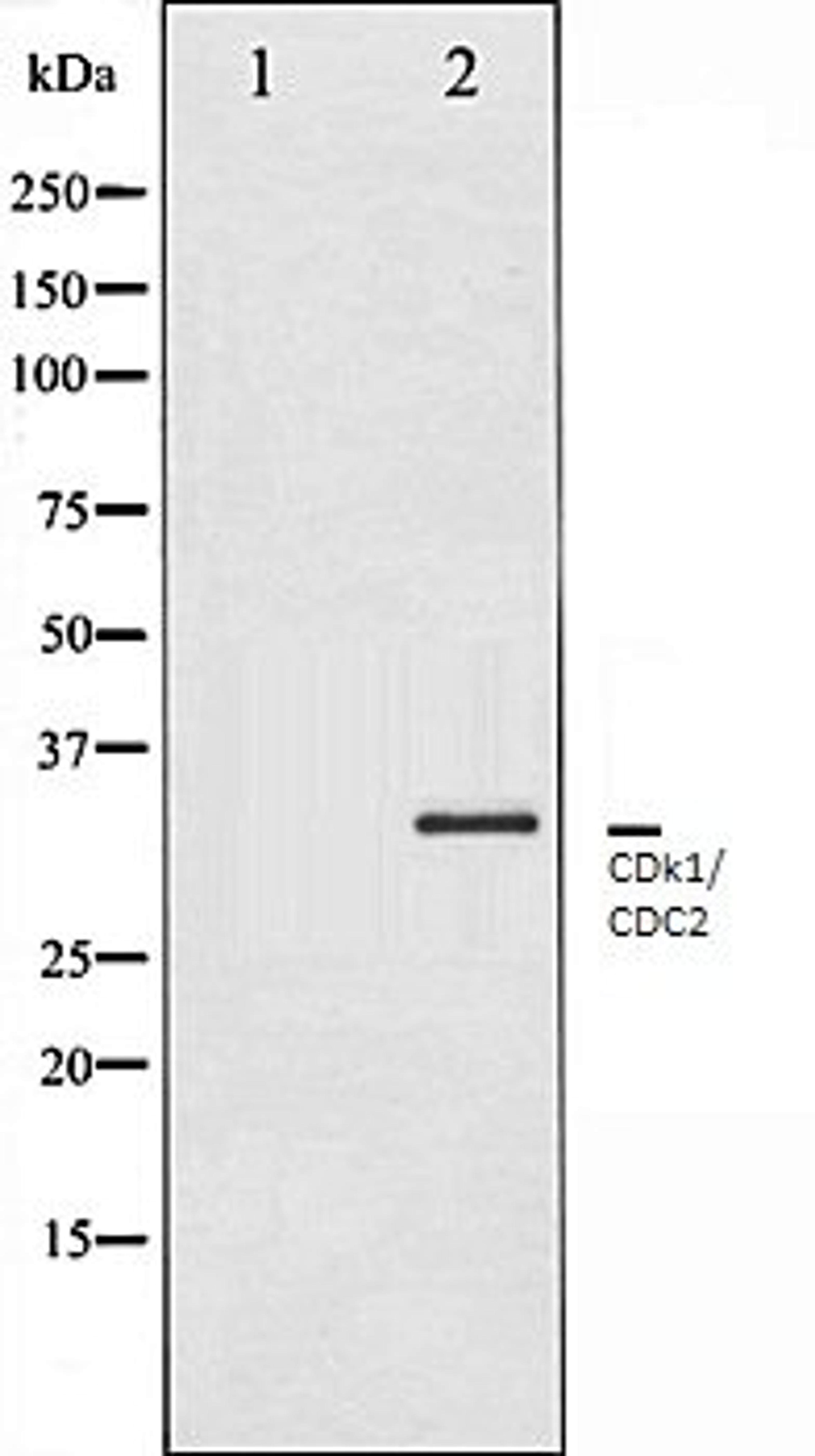 Western blot analysis of HepG2 whole cell lysates using CDK1/CDC2 antibody, The lane on the left is treated with the antigen-specific peptide.