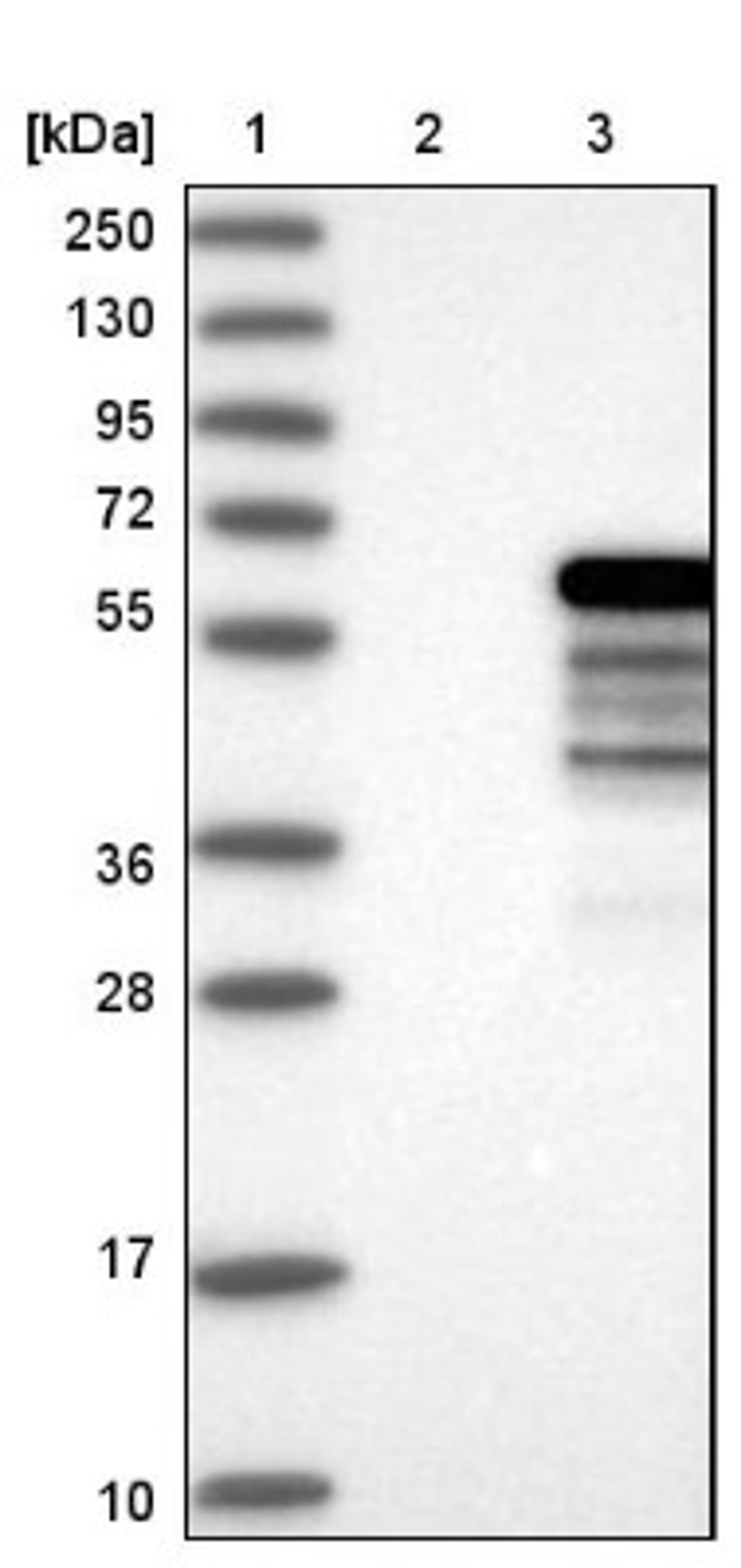 Western Blot: NAB1 Antibody [NBP1-86163] - Lane 1: Marker [kDa] 250, 130, 95, 72, 55, 36, 28, 17, 10<br/>Lane 2: Negative control (vector only transfected HEK293T lysate)<br/>Lane 3: Over-expression lysate (Co-expressed with a C-terminal myc-DDK tag (~3.1 kDa) in mammalian HEK293T cells, LY401805)