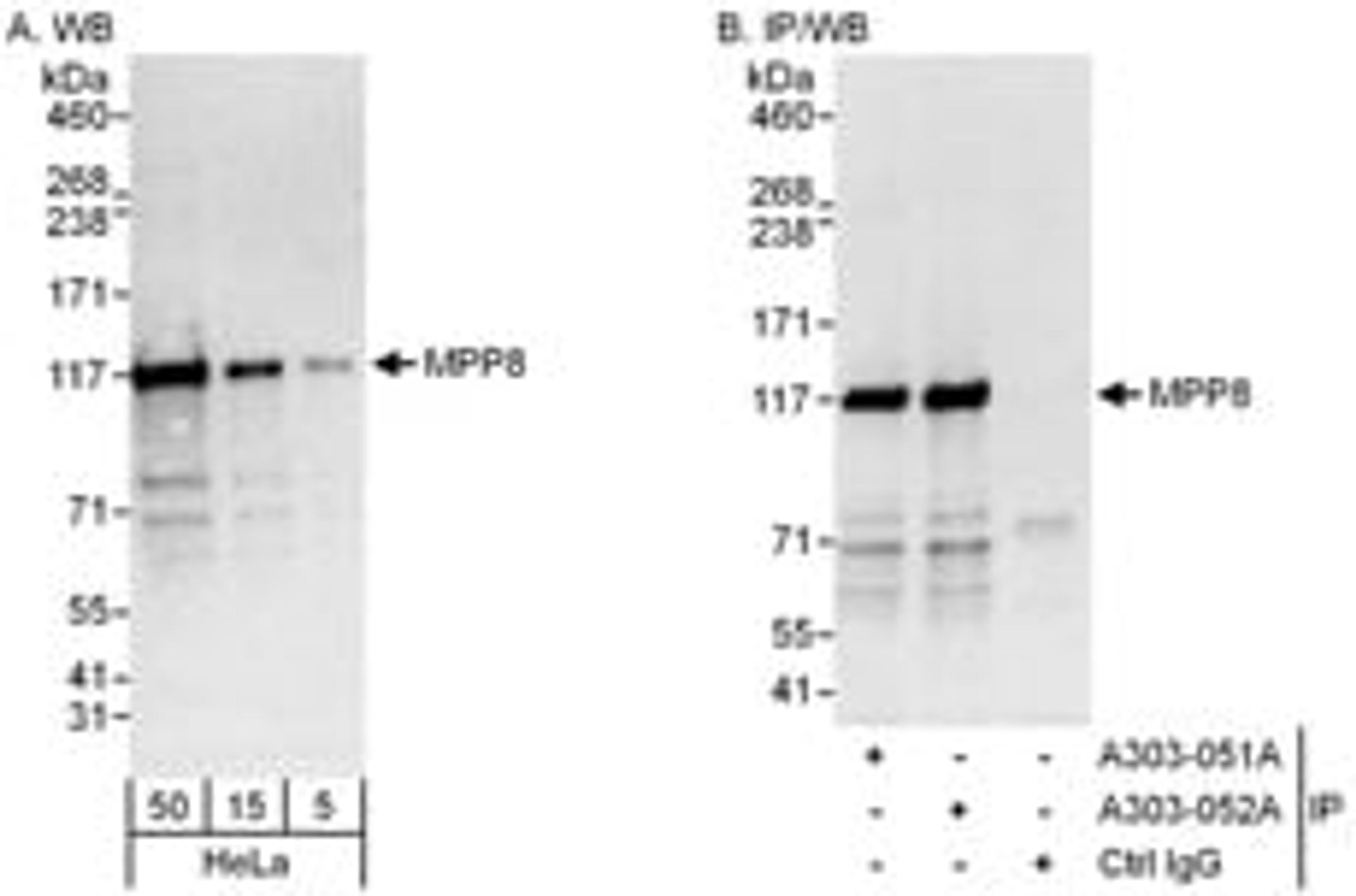 Detection of human MPP8 by western blot and immunoprecipitation.