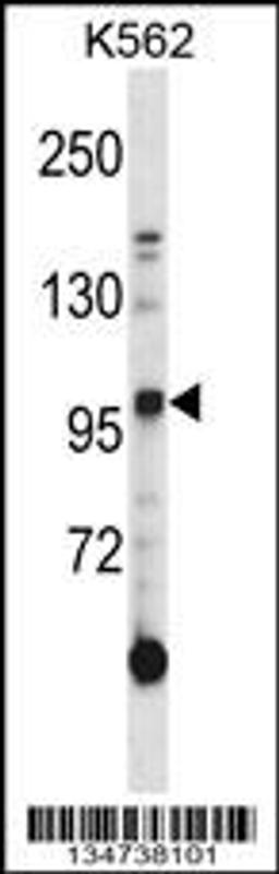 Western blot analysis in K562 cell line lysates (35ug/lane).This demonstratedetected the Axl protein (arrow).