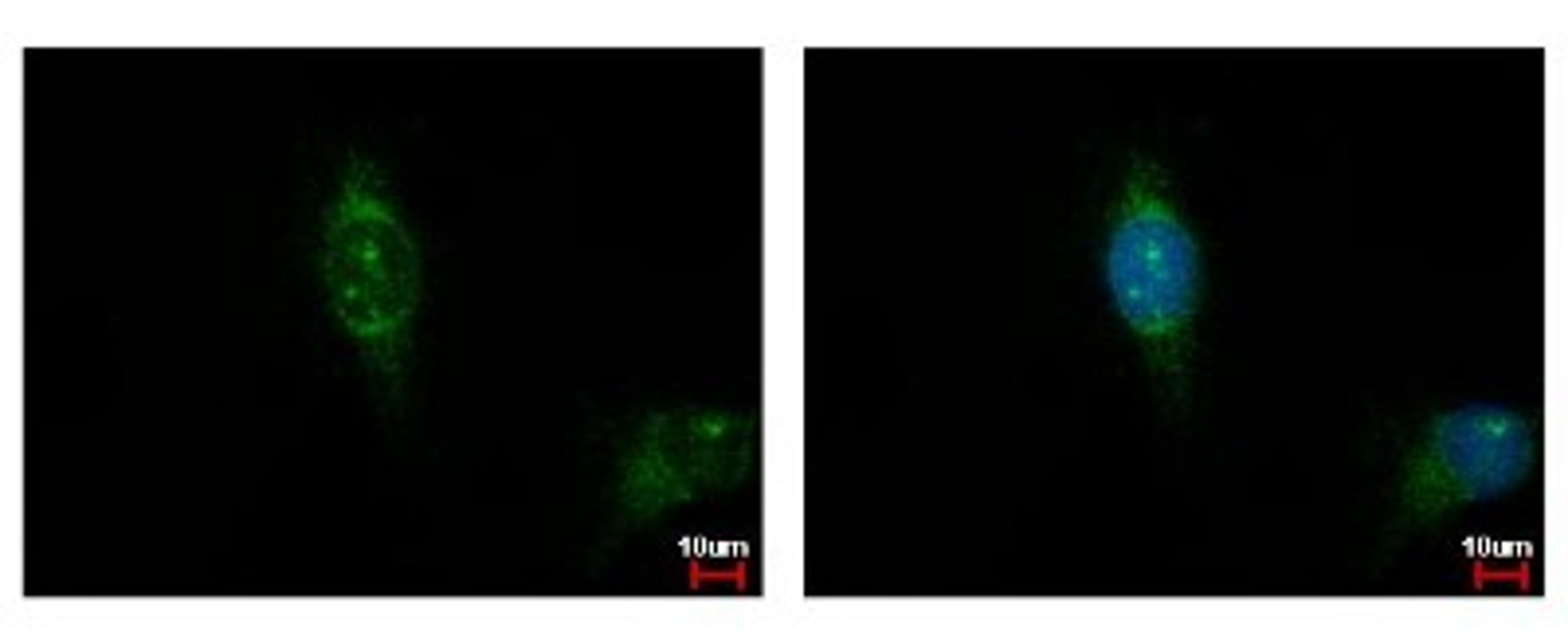 Immunocytochemistry/Immunofluorescence: CSNK1A1L Antibody [NBP2-16020] - Detection of CSNK1A1L protein at cytoplasm by immunofluorescent analysis. Sample: HeLa cells were fixed in iced-cold MeOH for 5 min. Green: CSNK1A1L protein stained by Casein Kinase 1 alpha 1L antibody diluted at 1:500. Blue: Hoechst 33342 staining.