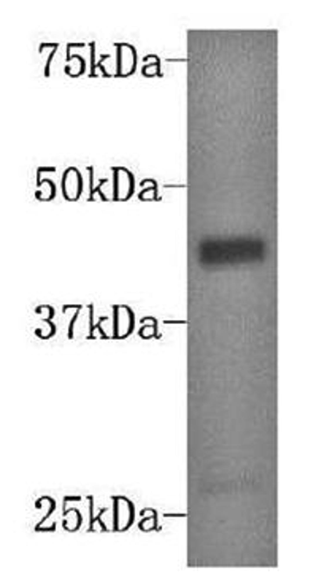 Western blot analysis of K562 Cell using DUSP5 antibody