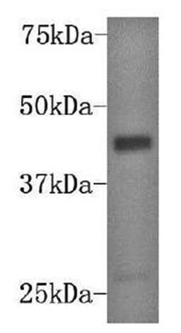 Western blot analysis of K562 Cell using DUSP5 antibody