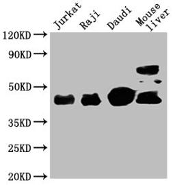 Western Blot. Positive WB detected in: Jurkat whole cell lysate, Raji whole cell lysate, Daudi whole cell lysate, Mouse liver tissue . All lanes: CD48 antibody at 1:2000. Secondary. Goat polyclonal to mouse IgG at 1/50000 dilution. Predicted band size: 28, 20 KDa. Observed band size: 43 KDa. Exposure time:5min