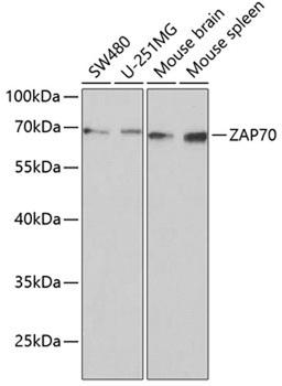 Western blot - ZAP70 Antibody (A2195)