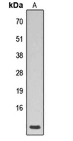 Western blot analysis of human heart (Lane1) whole cell using Phospholamban (phospho-S16/T17) antibody