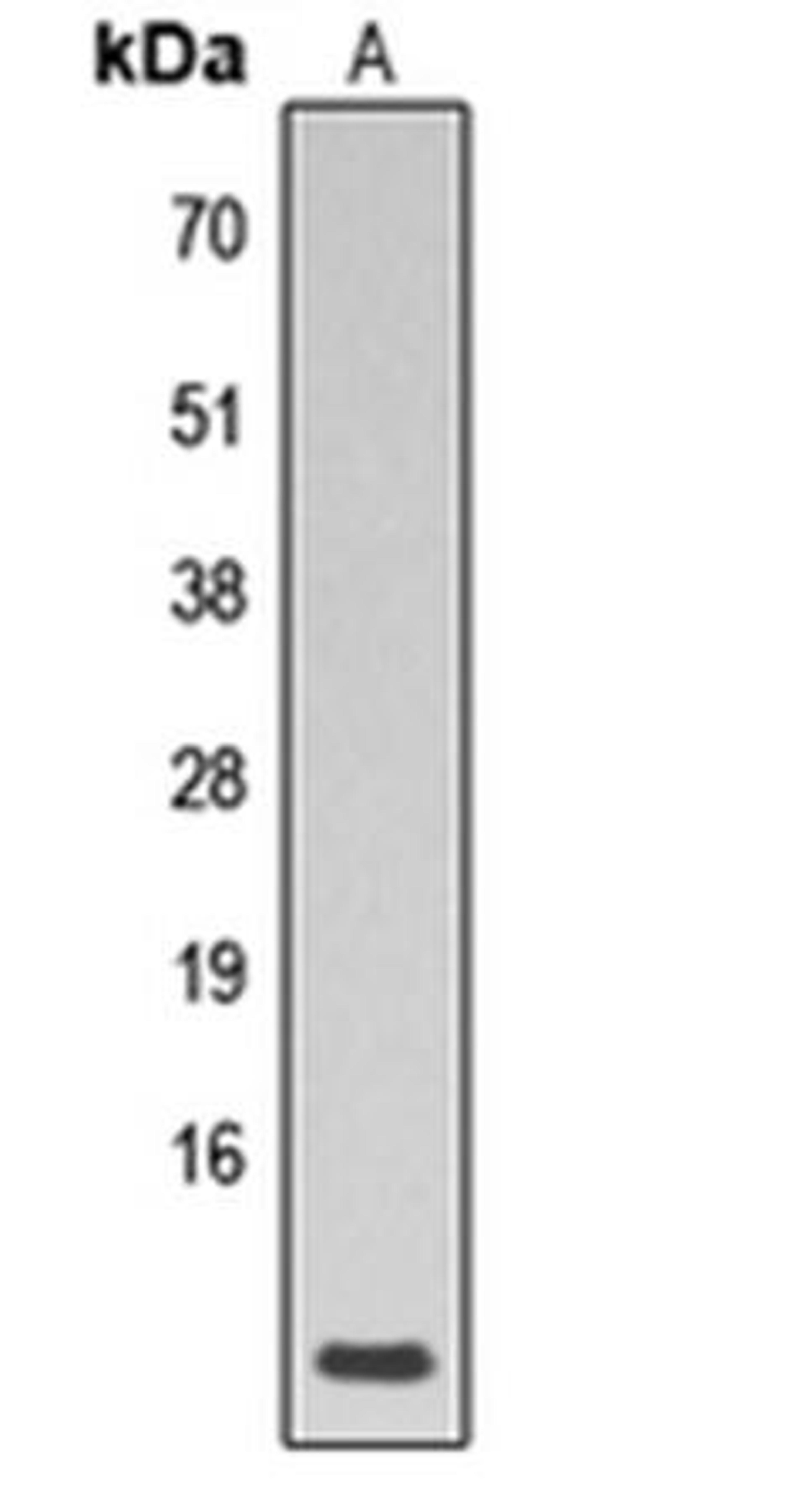 Western blot analysis of human heart (Lane1) whole cell using Phospholamban (phospho-S16/T17) antibody