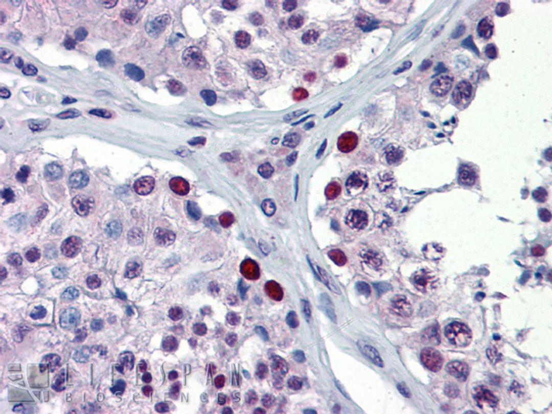 Antibody used in IHC on Human Testis.