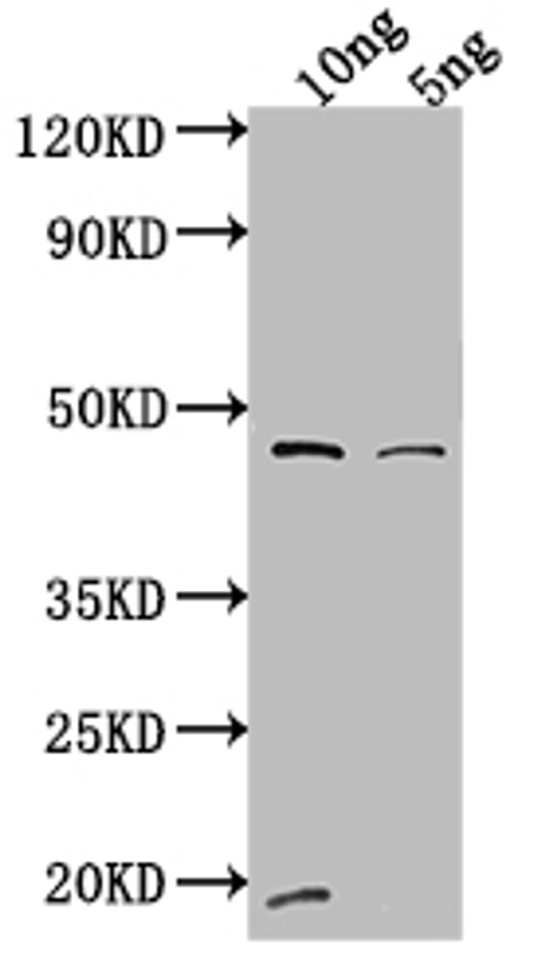 Western Blot. Positive WB detected in Recombinant protein. All lanes: VAM6 antibody at 1:2000. Secondary. Goat polyclonal to rabbit IgG at 1/50000 dilution. Predicted band size: 42 kDa. Observed band size: 44 kDa.